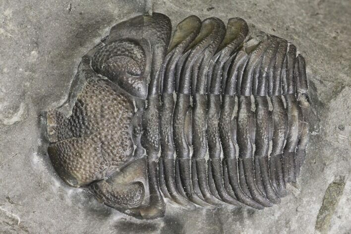 Bargain, Eldredgeops Trilobite Fossil - New York #138820